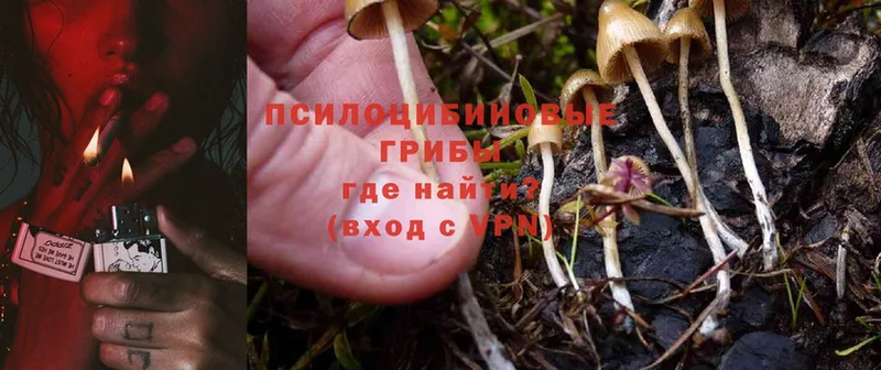 Галлюциногенные грибы Psilocybe  купить закладку  Шагонар 